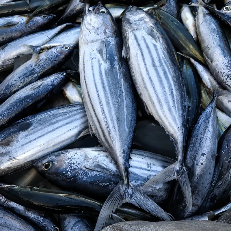 Skipjack Tuna